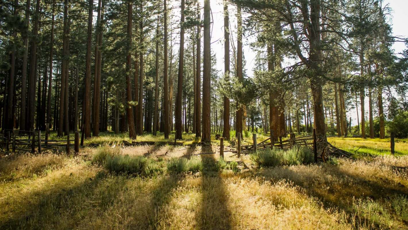 A sunlit forest scene with tall trees and patches of grass and wildflowers, featuring a rustic wooden fence.