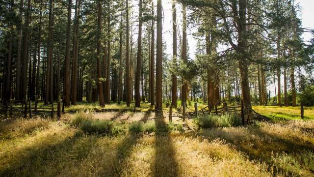 A sunlit forest scene with tall trees and patches of grass and wildflowers, featuring a rustic wooden fence.