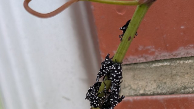 A close-up of a green plant stem with black spotted lanternfly nymphs.