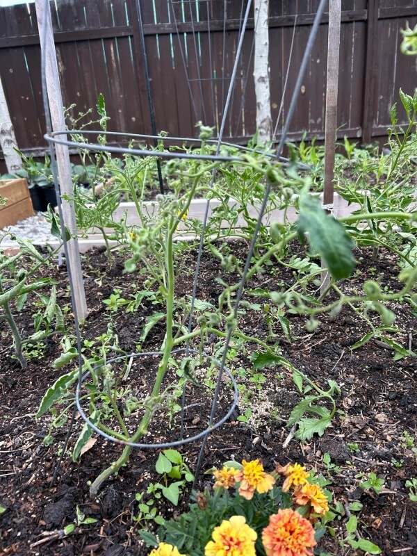 Tomato plants in poor condition.