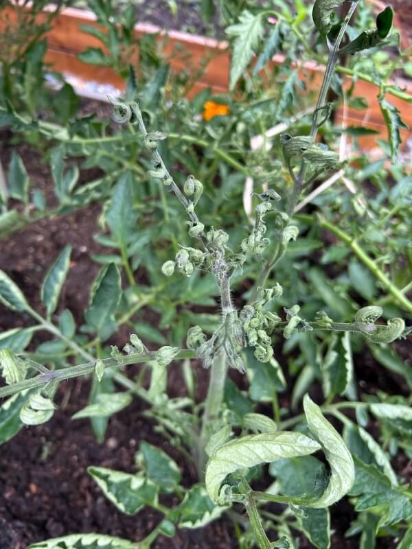 A tomato plant with shrivelled leaves.