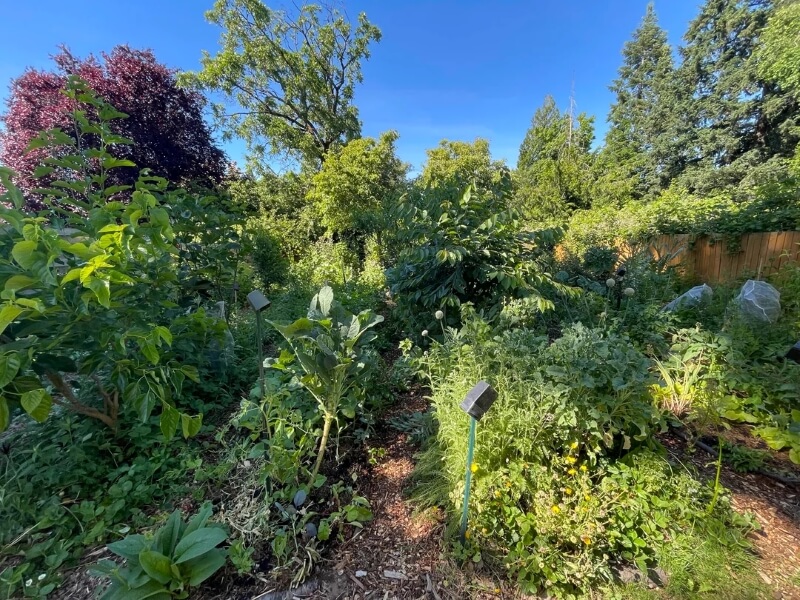 A thriving cover of plants in the same mulch bed.