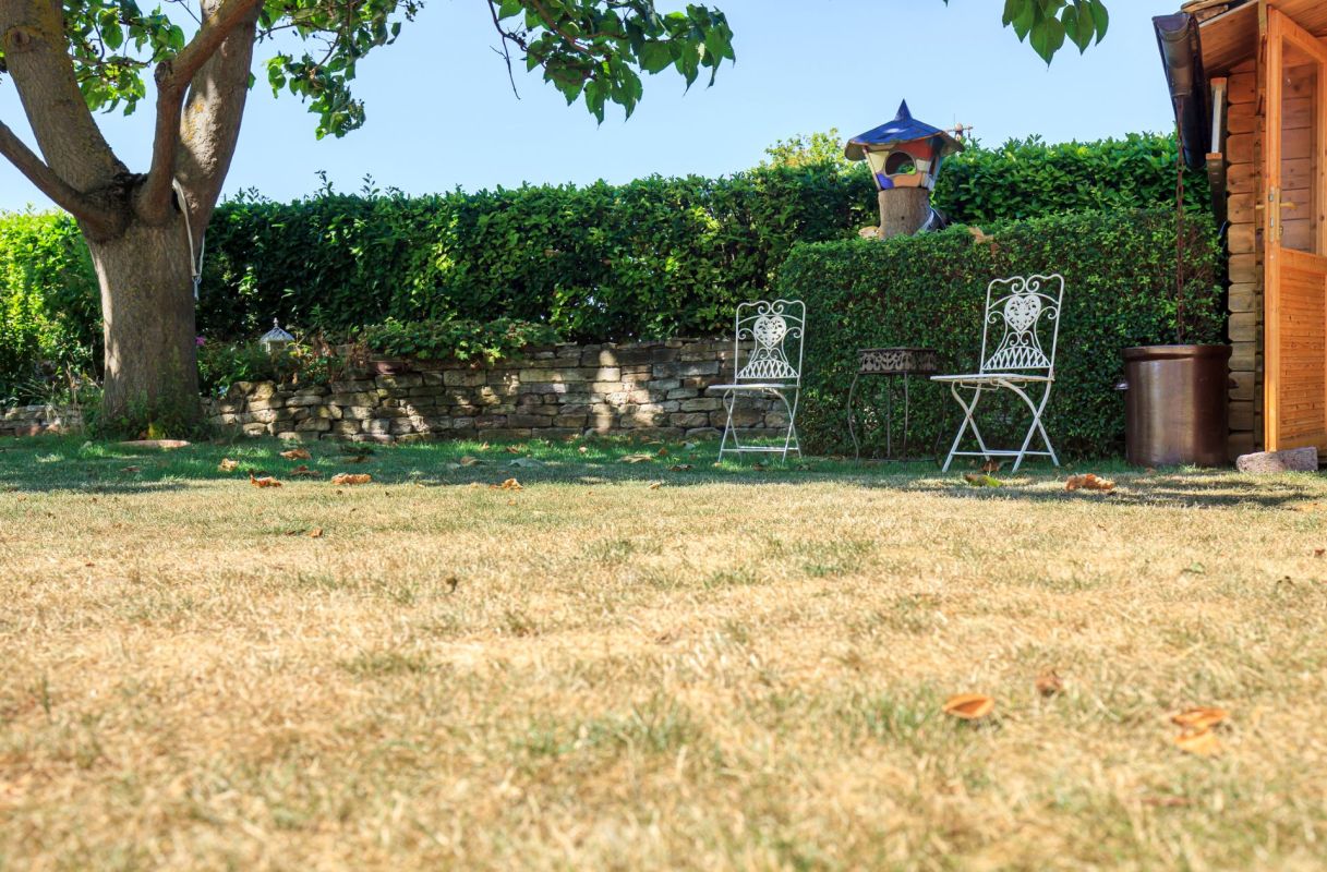 A dying lawn in the backyard.