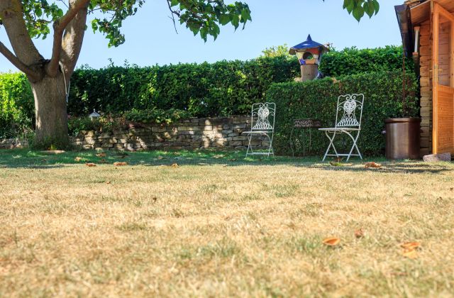 A dying lawn in the backyard.