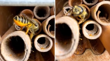 A close-up of a bee entering a hollow tube surrounded by several other similar tubes and then leaving said tube.