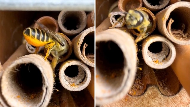 A close-up of a bee entering a hollow tube surrounded by several other similar tubes and then leaving said tube.