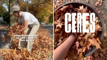 A person gathers colorful autumn leaves to collect in a nearby trash can for mulch while the sun shines.