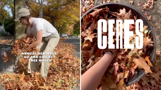 A person gathers colorful autumn leaves to collect in a nearby trash can for mulch while the sun shines.