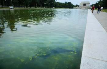 The Lincoln Memorial reflective pool with green algae.