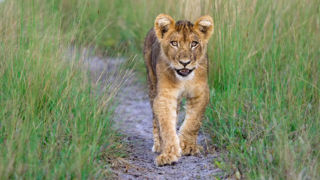 A young lion cub walks along a sandy path.