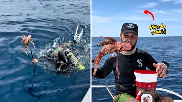 A diver with a speared lionfish.