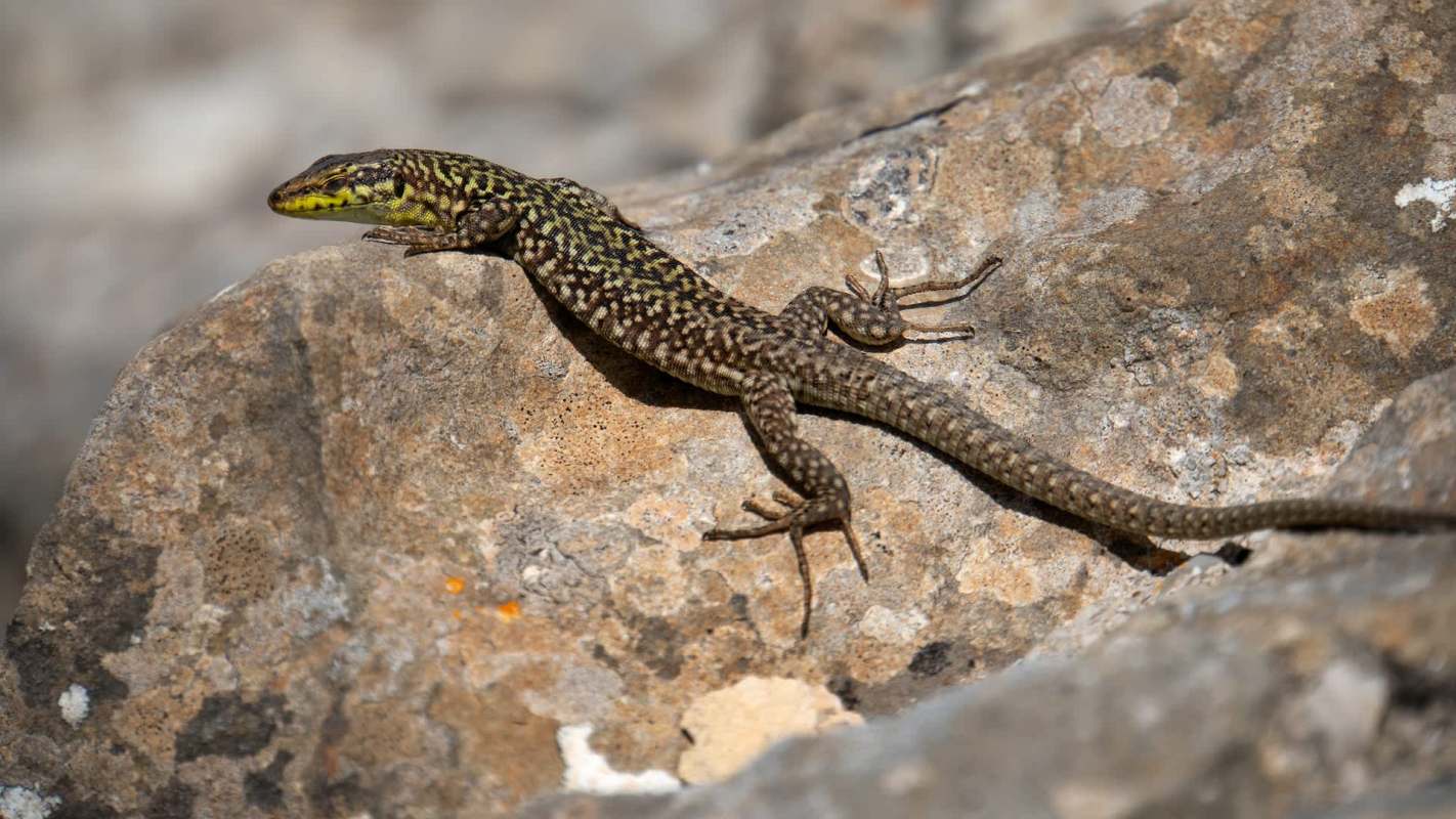 A patterned wall lizard resting on a rocky surface under natural sunlight.