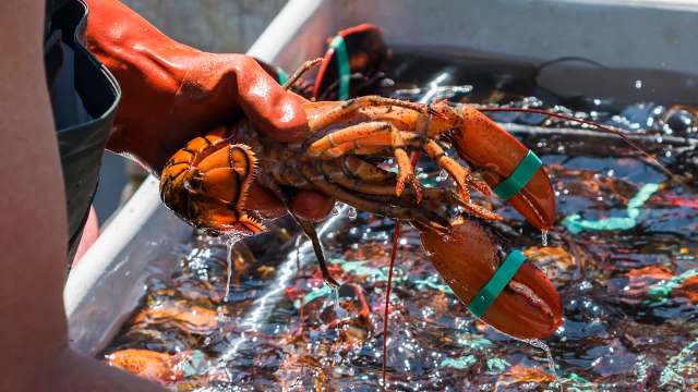 A person wearing a glove holds a live lobster above a container filled with water and other lobsters.