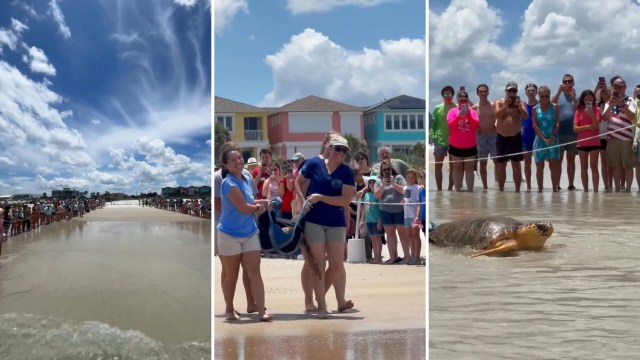 A crowd gathers at the beach as conservationists release a sea turtle into the ocean.