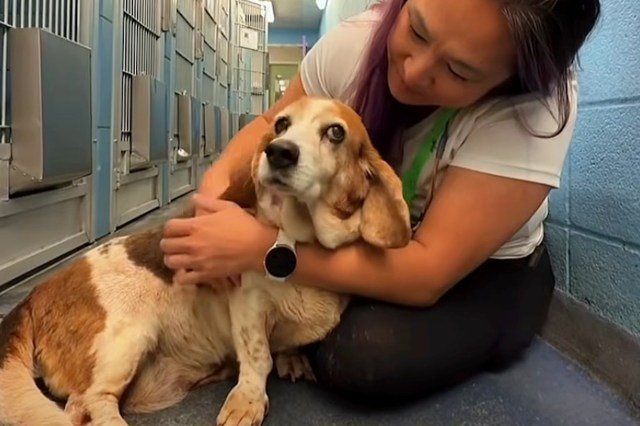 A person gently hugging an elderly beagle in an animal shelter hallway.