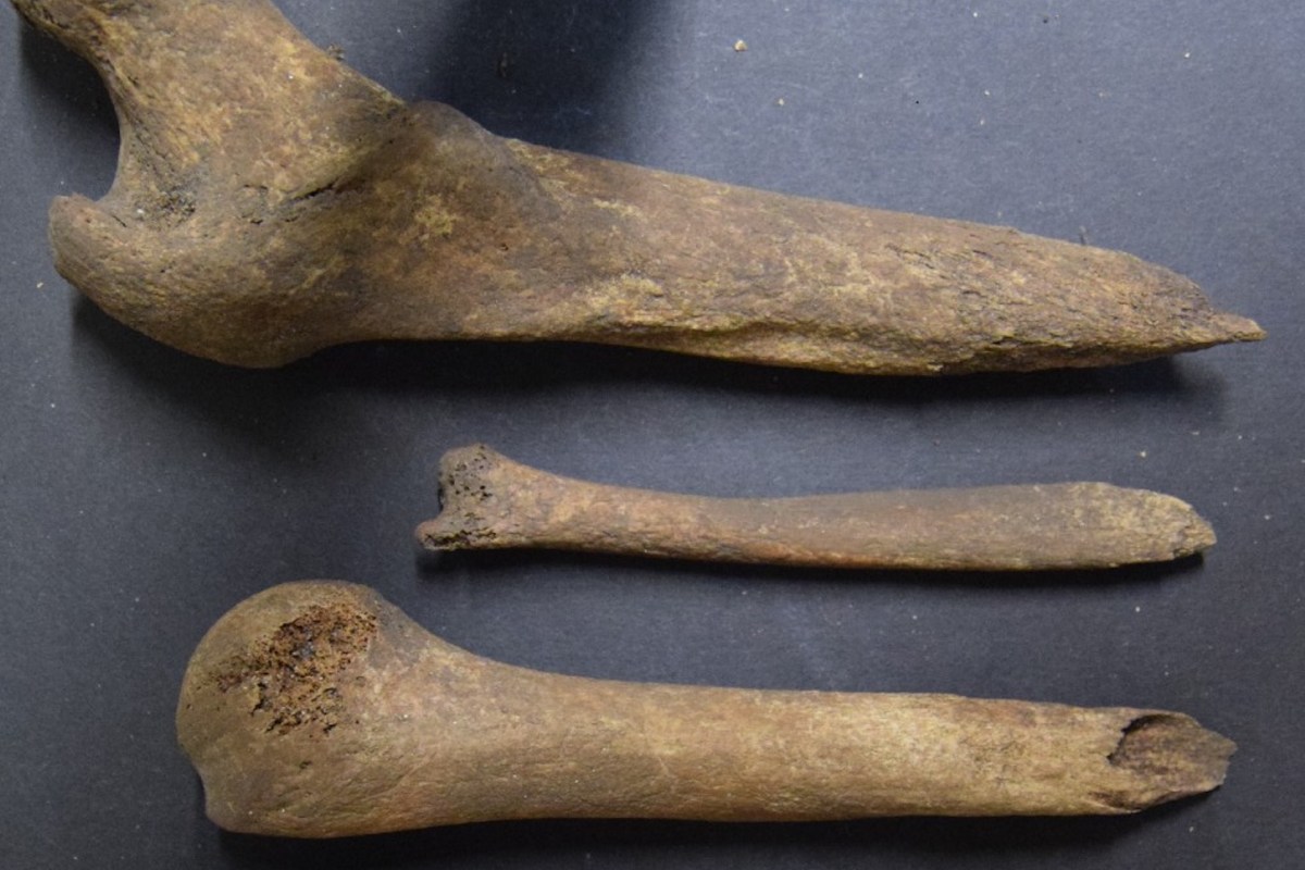 Three ancient bones of varying sizes arranged on a dark surface, showing signs of wear and aging.