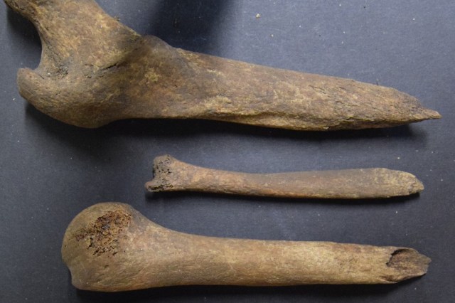 Three ancient bones of varying sizes arranged on a dark surface, showing signs of wear and aging.
