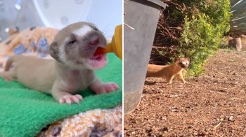 A cute long-tailed weasel kit feeding from a bottle, then shown outdoors as it is released back into the wild.