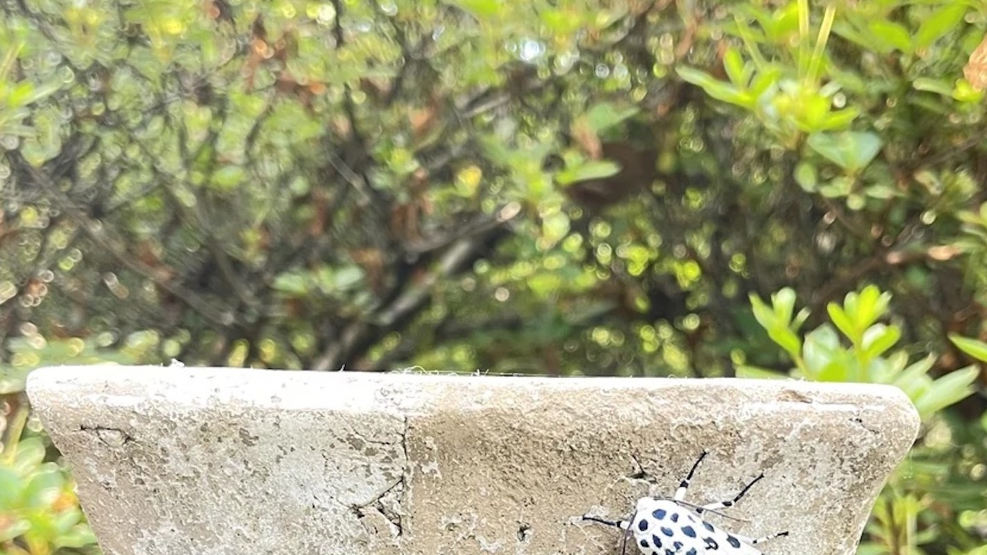 A close-up of a distinctive black and white insect on a concrete surface with greenery in the background.