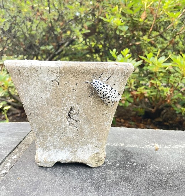 A close-up of a distinctive black and white insect on a concrete surface with greenery in the background.