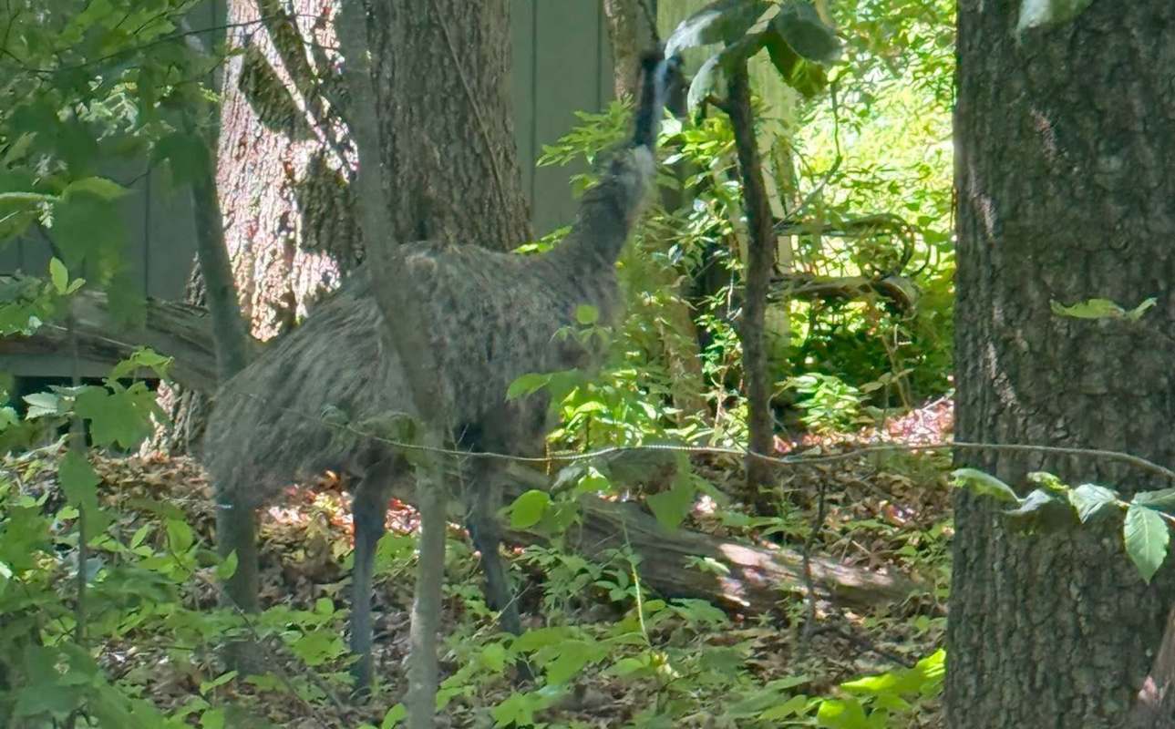 A grey emu with long legs and feathers stands among green foliage and trees.