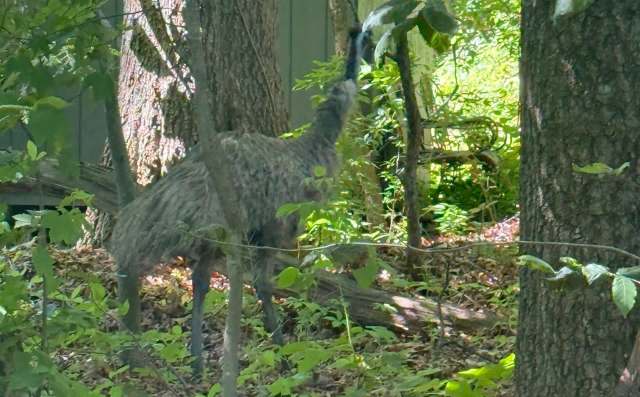 A grey emu with long legs and feathers stands among green foliage and trees.