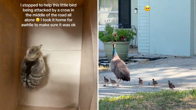 A peacock walks in front of a house followed by several tiny chicks on a sunny day.