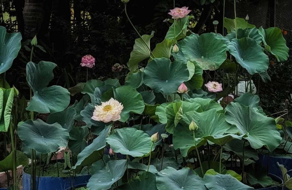 Lotus flowers and large green leaves in a tranquil garden setting.