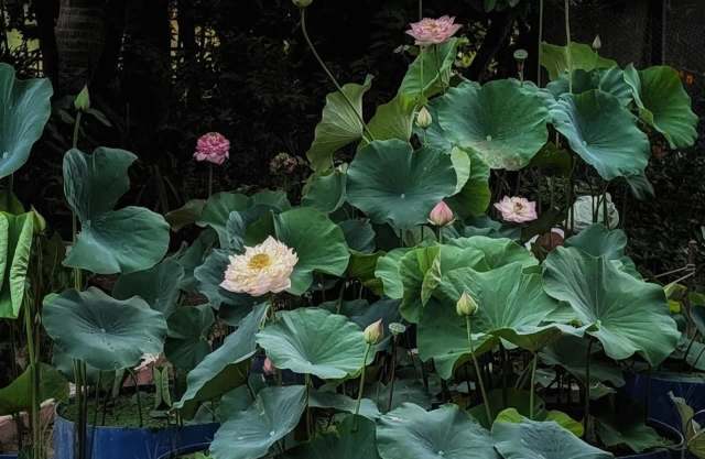 Lotus flowers and large green leaves in a tranquil garden setting.