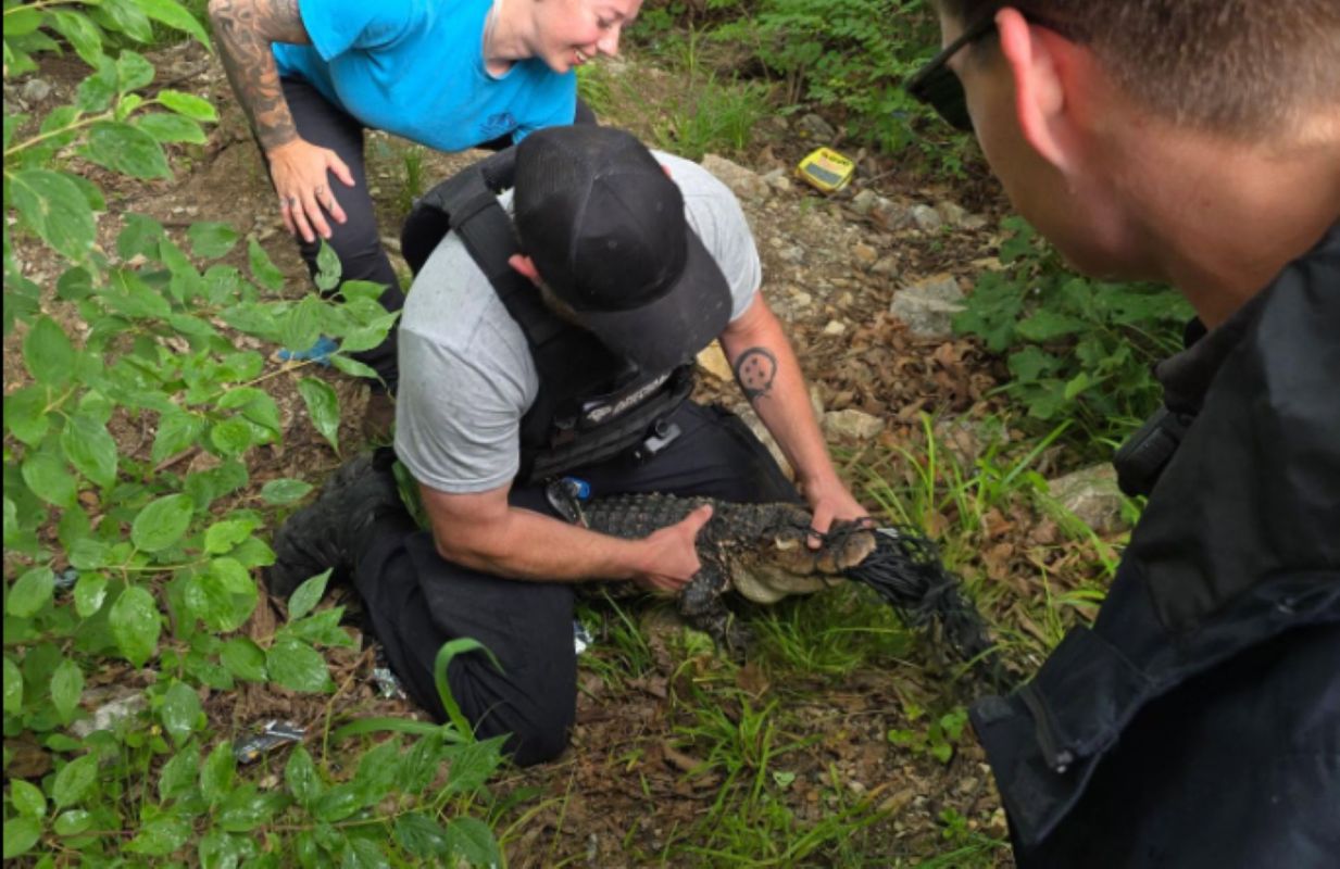A person capturing a small alligator.