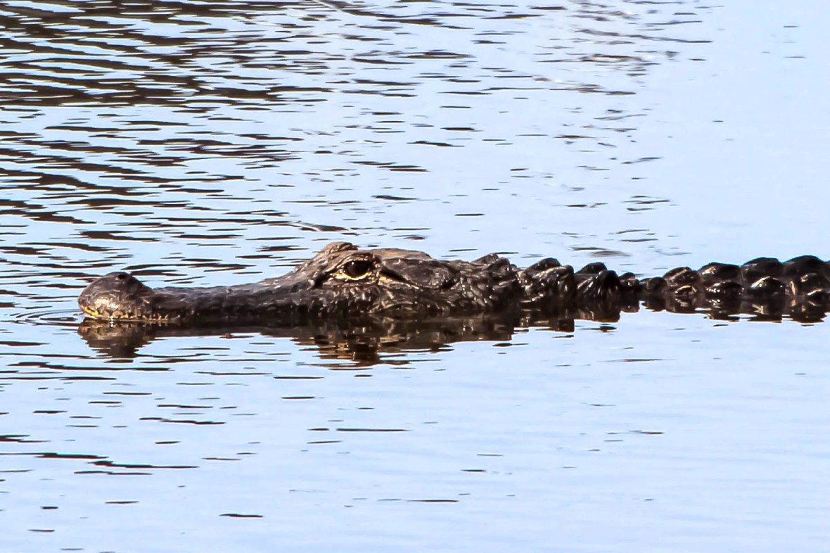 A crocodile partially submerged in calm water, with only its head and tail visible.
