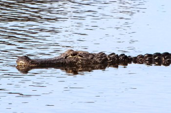 A crocodile partially submerged in calm water, with only its head and tail visible.