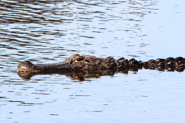 A crocodile partially submerged in calm water, with only its head and tail visible.