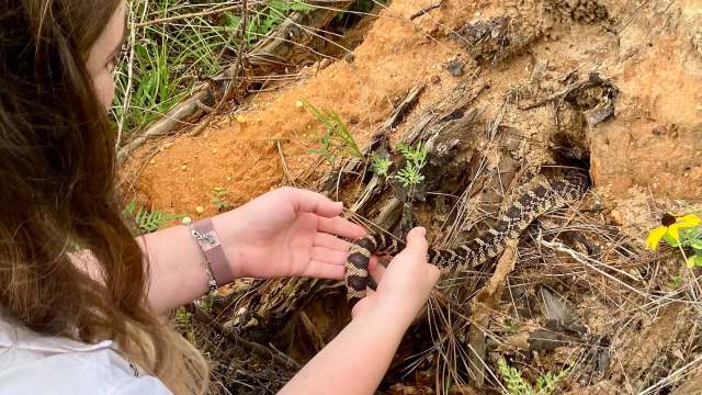 A person gently holds a coiled snake near a burrow in a natural setting.