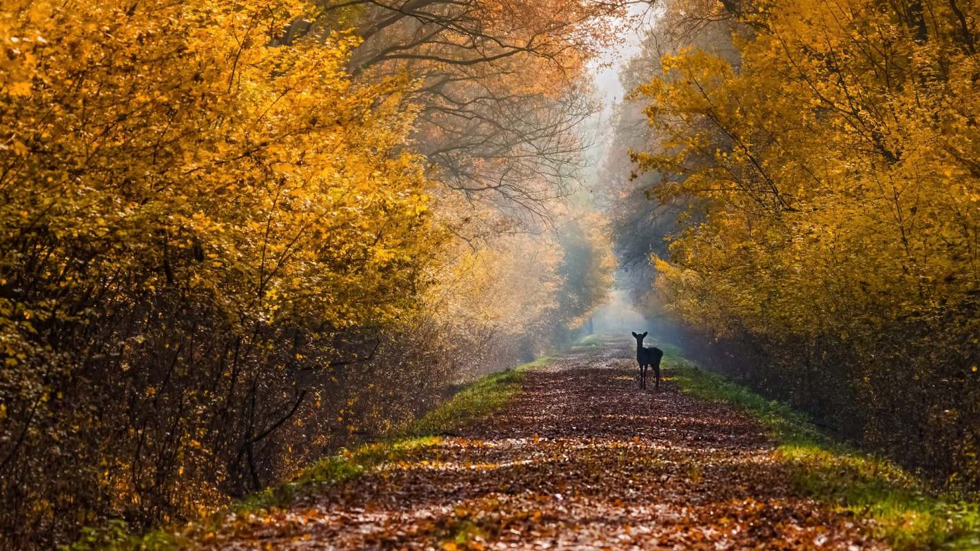A deer stands in a path surrounded by vibrant autumn foliage and misty woods.