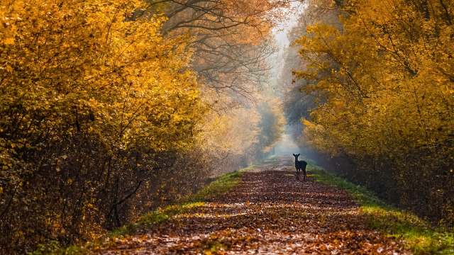 A deer stands in a path surrounded by vibrant autumn foliage and misty woods.