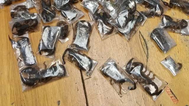 Several scorpions in plastic bags on a wooden floor.