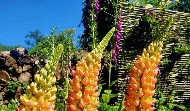Vibrant flowering lupins in shades of orange and purple against a sunny blue sky with a rustic wooden backdrop.