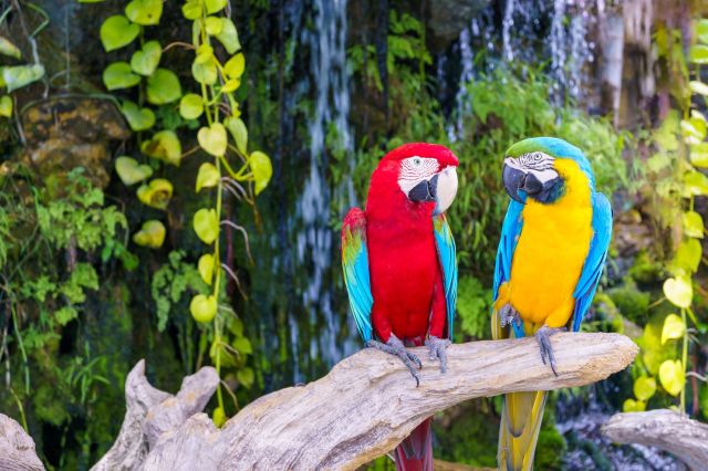 Two parrots look at each other while perched on a branch in front of a waterfall.