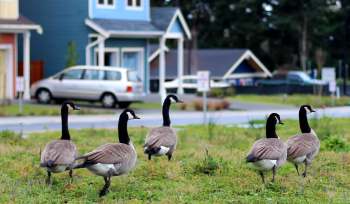 Five Canadian geese walking through a residential neighborhood.