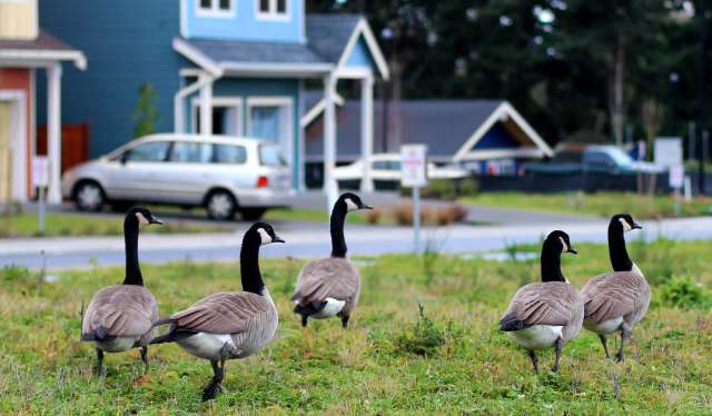 Five Canadian geese walking through a residential neighborhood.