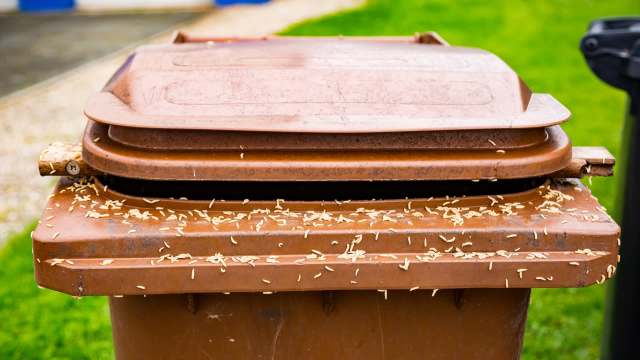 A brown trash bin with maggots on its lid, set against a grassy background.