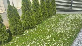 A row of tall, green shrubs beside a lawn filled with small white flowers.