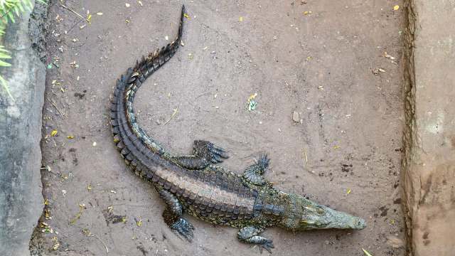 A crocodile resting on a dirt surface.