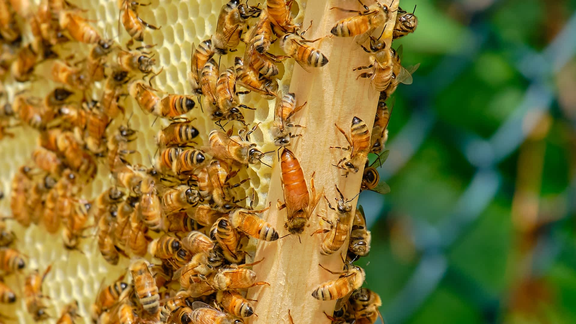 Farmers may be dodging a pollination crisis, for now, by bringing in honeybee hives