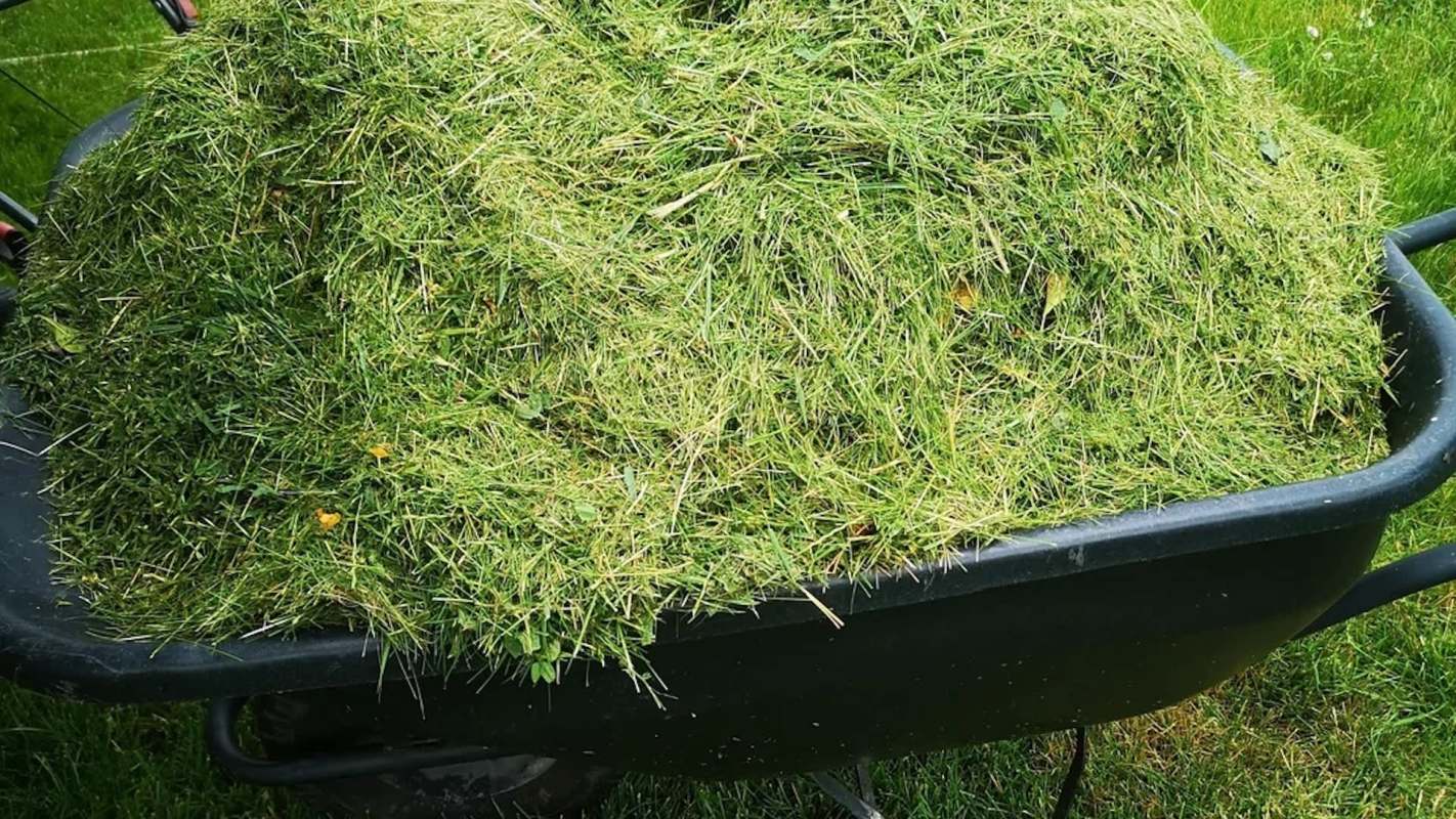A wheelbarrow filled with freshly cut grass clippings on a grassy surface.