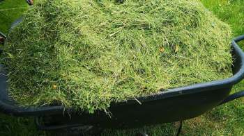 A wheelbarrow filled with freshly cut grass clippings on a grassy surface.