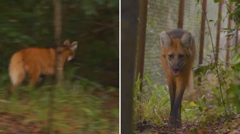 Two images of a maned wolf: one in a blurred forest background and the other walking near a fence.