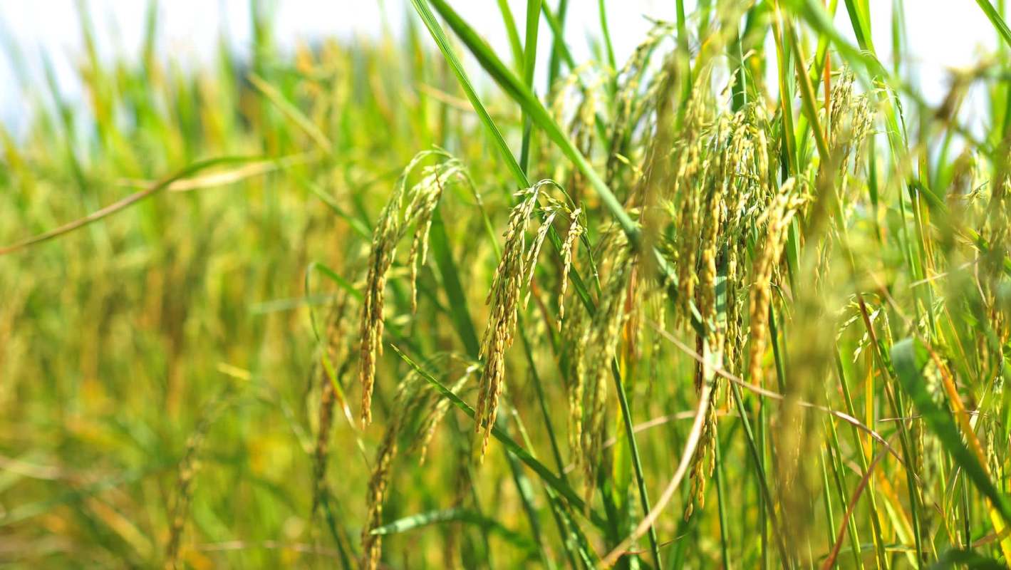 Close-up of ripening rice plants with golden grains surrounded by green stalks in a sunny field.