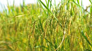 Close-up of ripening rice plants with golden grains surrounded by green stalks in a sunny field.